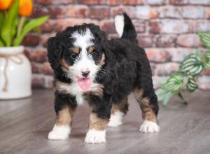 tri-colored female mini bernedoodle near Chicago Illinois