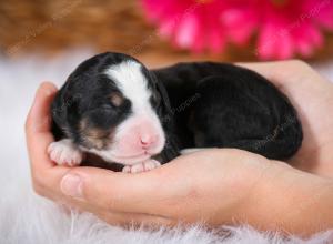 tri-colored female mini bernedoodle near Chicago Illinois