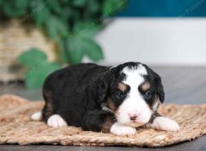 tri-colored female mini bernedoodle near Chicago Illinois