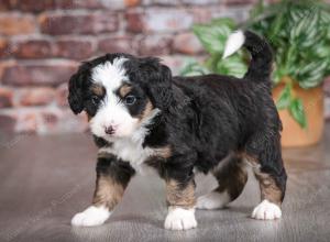 tri-colored female mini bernedoodle near Chicago Illinois