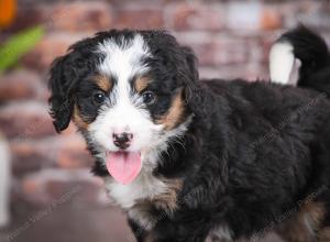 tri-colored female mini bernedoodle near Chicago Illinois