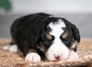 tri-colored female mini bernedoodle near Chicago Illinois