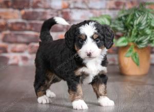 tri-colored female mini bernedoodle near Chicago Illinois