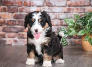 tri-colored female mini bernedoodle near Chicago Illinois