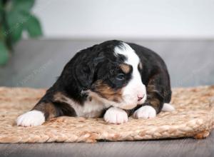 tri-colored female mini bernedoodle near Chicago Illinois