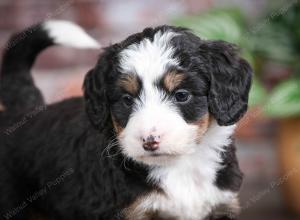 tri-colored female mini bernedoodle near Chicago Illinois