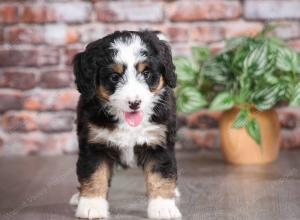 tri-colored female mini bernedoodle near Chicago Illinois