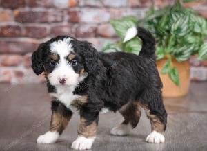 tri-colored female mini bernedoodle near Chicago Illinois