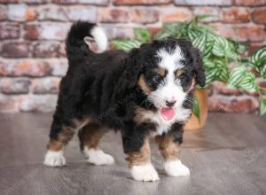 tri-colored female mini bernedoodle near Chicago Illinois