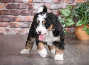 tri-colored female mini bernedoodle near Chicago Illinois