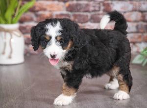 tri-colored female mini bernedoodle near Chicago Illinois