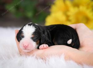 tri-colored male mini bernedoodle near St Louis Missouri