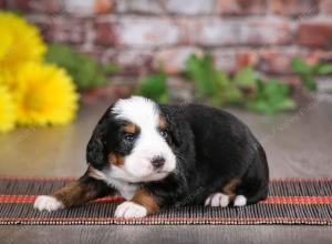 tri-colored male mini bernedoodle near St Louis Missouri