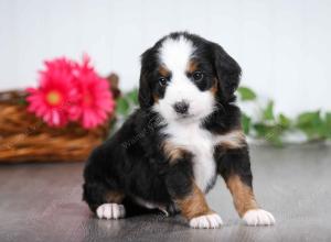 tri-colored male mini bernedoodle near St Louis Missouri