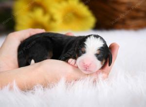 tri-colored male mini bernedoodle near St Louis Missouri