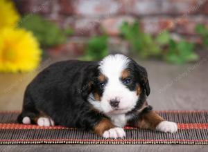 tri-colored male mini bernedoodle near St Louis Missouri