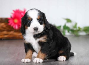 tri-colored male mini bernedoodle near St Louis Missouri