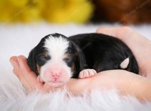 tri-colored male mini bernedoodle near St Louis Missouri