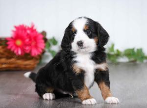 tri-colored male mini bernedoodle near St Louis Missouri