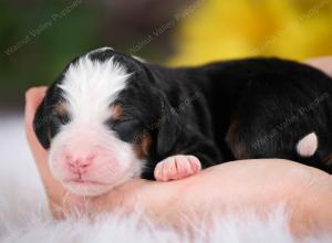 tri-colored male mini bernedoodle near St Louis Missouri