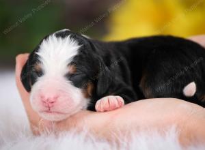 tri-colored male mini bernedoodle near St Louis Missouri