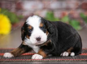 tri-colored male mini bernedoodle near St Louis Missouri