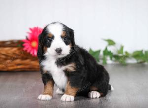 tri-colored male mini bernedoodle near St Louis Missouri