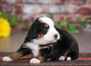 tri-colored male mini bernedoodle near St Louis Missouri