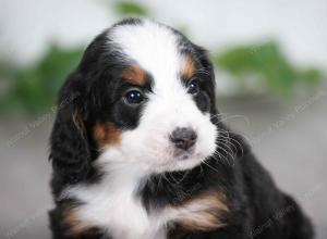 tri-colored male mini bernedoodle near St Louis Missouri