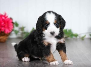 tri-colored male mini bernedoodle near St Louis Missouri 