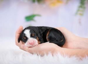 tri-colored female mini bernedoodle near Chicago Illinois