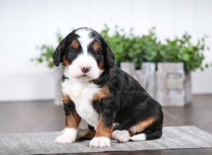 tri-colored female mini bernedoodle near Chicago Illinois