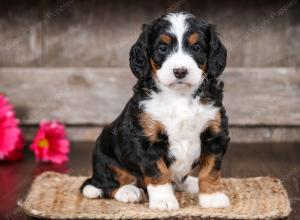 tri-colored female mini bernedoodle near Chicago Illinois