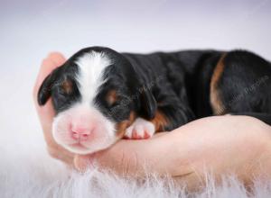 tri-colored female mini bernedoodle near Chicago Illinois