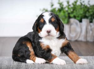 tri-colored female mini bernedoodle near Chicago Illinois