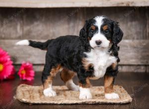 tri-colored female mini bernedoodle near Chicago Illinois