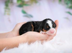 tri-colored female mini bernedoodle near Chicago Illinois