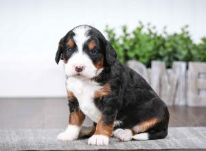 tri-colored female mini bernedoodle near Chicago Illinois