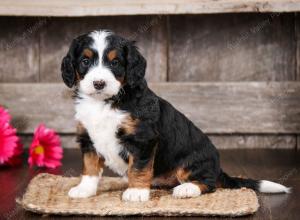 tri-colored female mini bernedoodle near Chicago Illinois