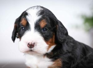 tri-colored female mini bernedoodle near Chicago Illinois