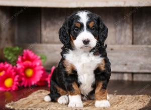 tri-colored female mini bernedoodle near Chicago Illinois