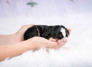 tri-colored female mini bernedoodle near Chicago Illinois