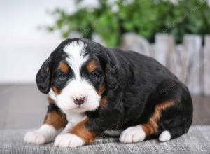 tri-colored female mini bernedoodle near Chicago Illinois