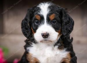 tri-colored female mini bernedoodle near Chicago Illinois