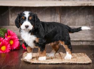 tri-colored female mini bernedoodle near Chicago Illinois