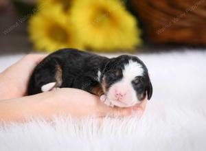 tri-colored female mini bernedoodle near Chicago Illinois