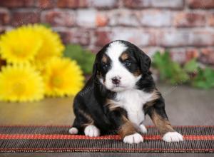 tri-colored female mini bernedoodle near Chicago Illinois