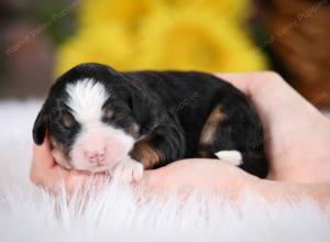 tri-colored female mini bernedoodle near Chicago Illinois