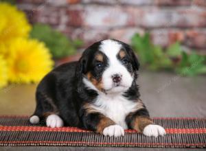 tri-colored female mini bernedoodle near Chicago Illinois