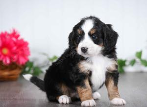 tri-colored female mini bernedoodle near Chicago Illinois